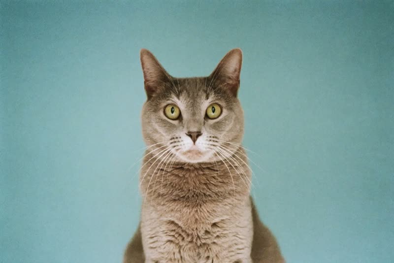 A cat sitting calmly, looking slightly off camera