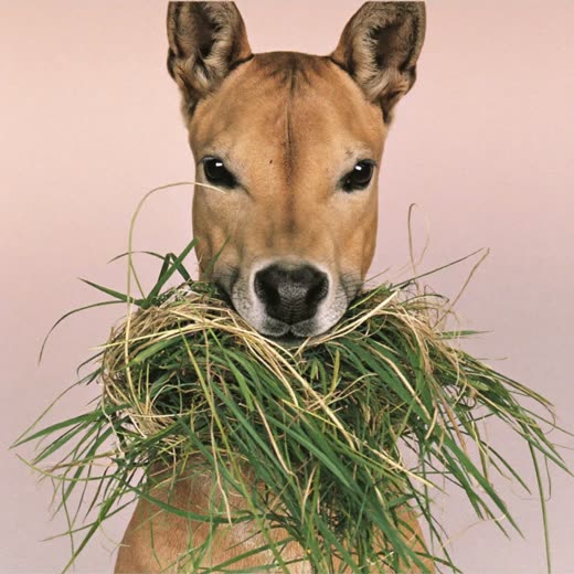Fresh hay and straw bedding for small animals