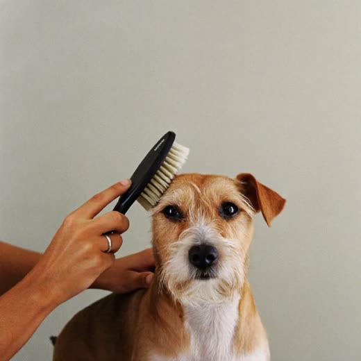 A dog being brushed with a grooming brush